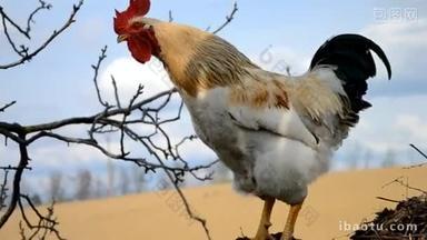 斯洛伐克农场粪肥上的公<strong>鸡</strong>乌鸦